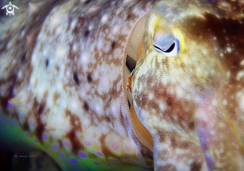 A Cuttlefish & emperor shrimp