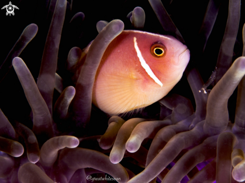 A Amphiprion periderion | Pink Skunk Clownfish