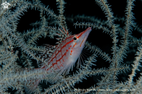 A Oxycirrhites typus | longnose hawkfish
