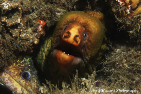 A Green moray eel