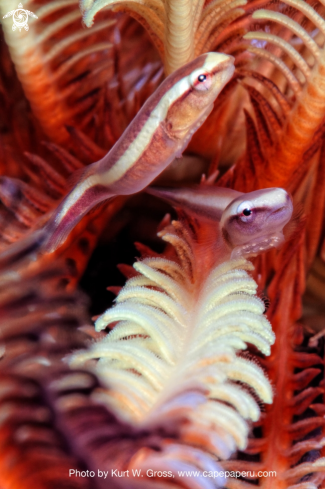 A Discotrema crinophila | Klingfisch