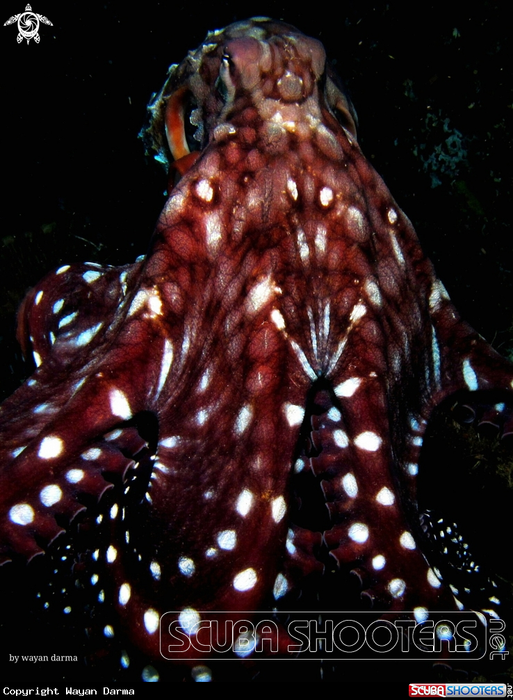 giant octopus 