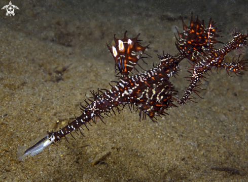 A Solenostomus paradoxus | Ghost pipe