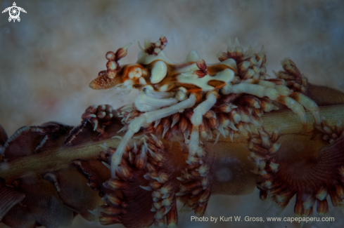A Xenocarcinus tuberculatus | Mickey mouse crab