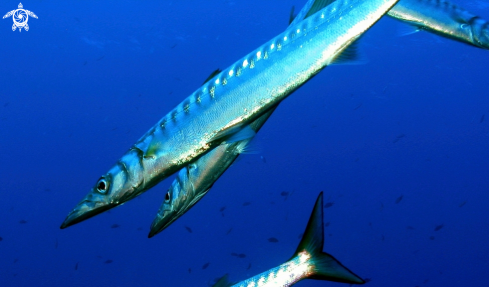 A Sphyraena viridensis | Barracuda