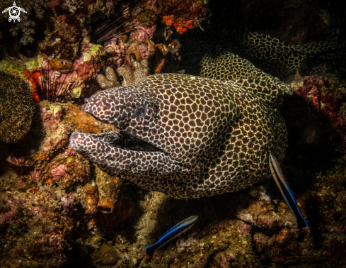 A Honeycomb Moray eel