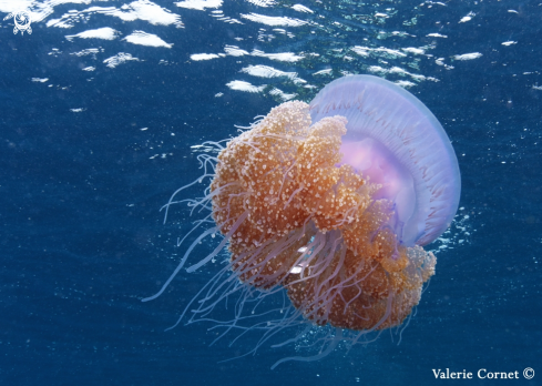 A Crown Jellyfish