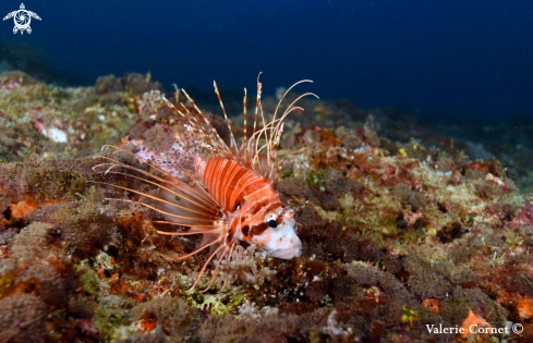A Pterois radiata | Clearfin Lionfish