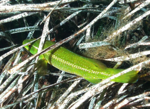 A Labrus viridis - juvenile | Tordo verde