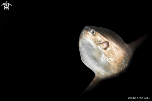 A Mola mola | Pesce luna