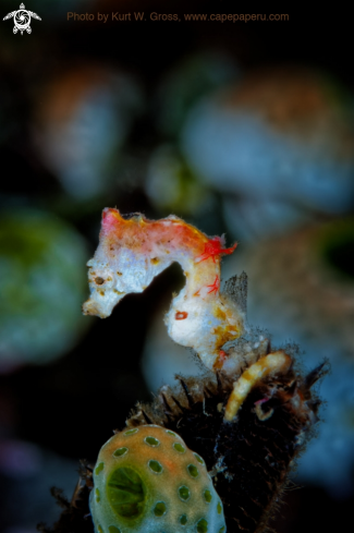 A Hippocampus pontohi | Pigmy Seahors