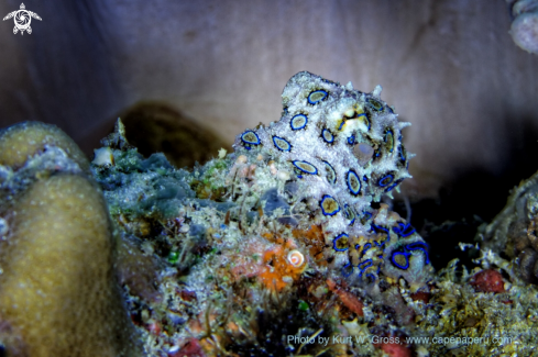 A Hapalochlaena lunata | Blue Ring Octopus