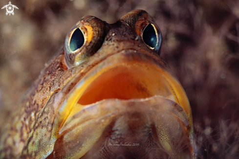 A Opistognathidae | Jaw fish 
