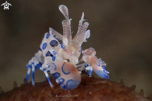 A Hymenocera Picta  | Harlequin shrimp