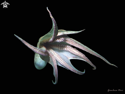 A Octopus vulgaris | Polpo