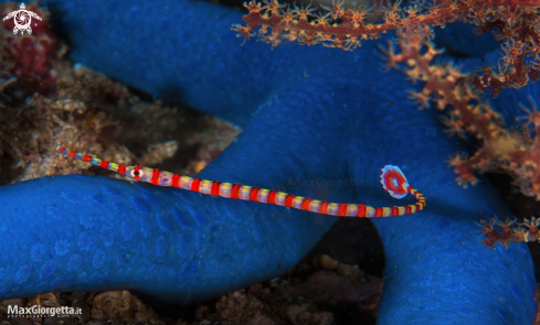 A ghost pipe fish striped 