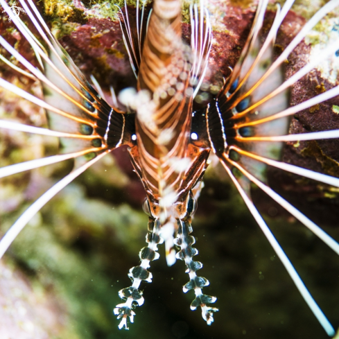 A Pterois antennata | Lionfish