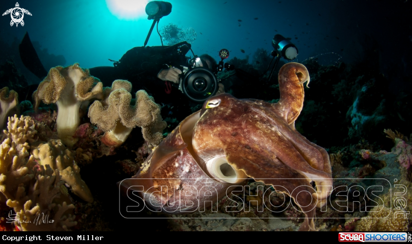 Big Wakatobi Cuttlefish