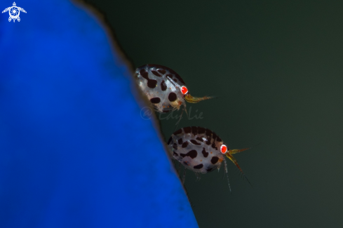 A Ladybugs
