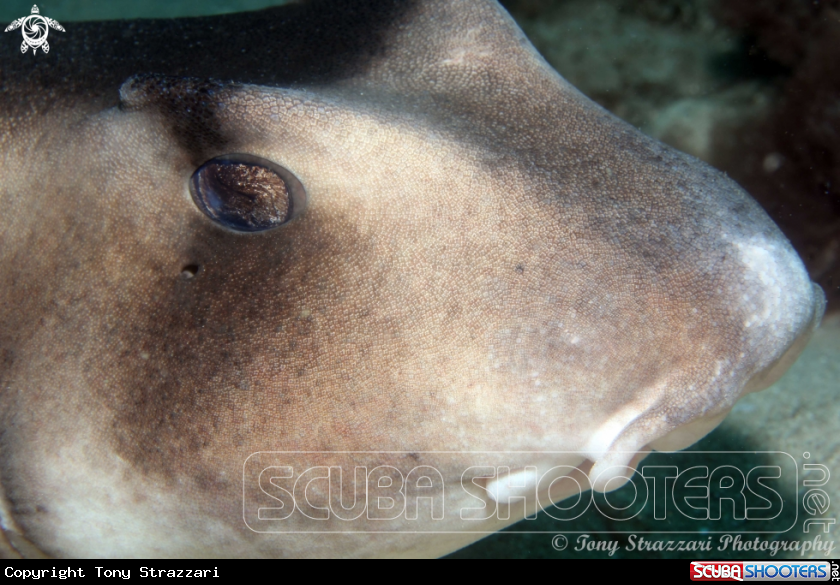 Crested Horn Shark