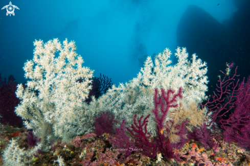 A Savalia savaglia | Falso corallo nero