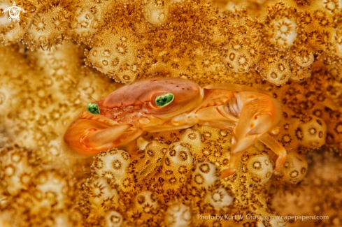 A Quadrella Sp. | Porzelan Crab