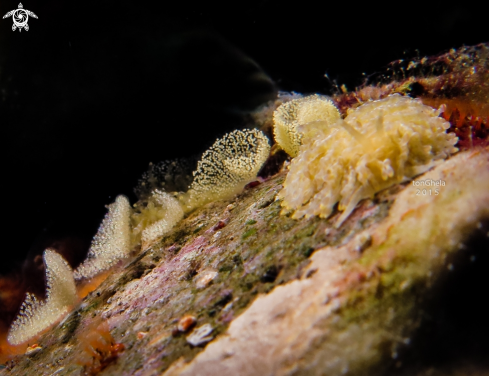 A Phestila lugubris | Nudibranch 