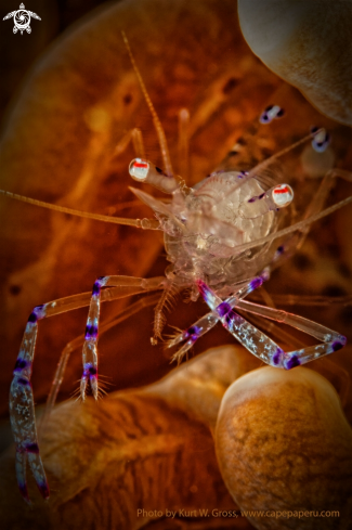 A Periclimenes Sp. | Partner Shrimp