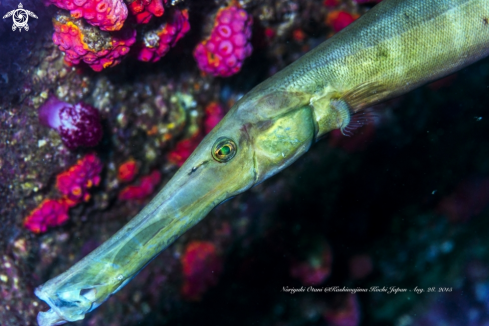 A Trumpetfish