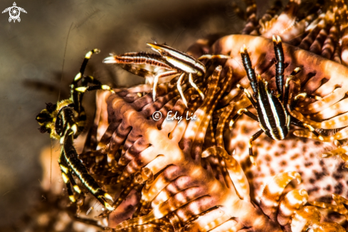 A Allogalathea elegans squat lobster