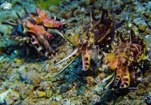 A  Metasepia pfefferi | Flambouyant Cuttlefish 