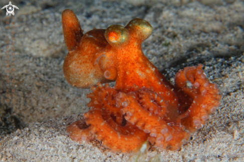 A Octopus defilippi | Longarm Octopus