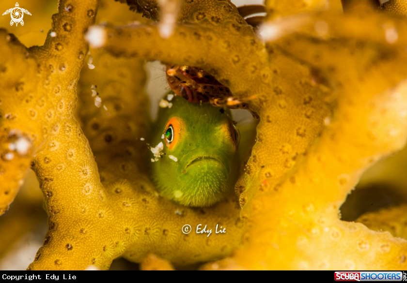 Hairy Goby with crab