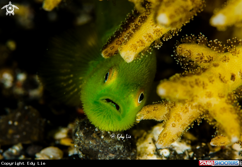 Hairy Goby 