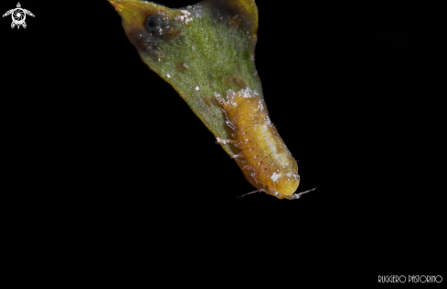 A Isopod | Isopod