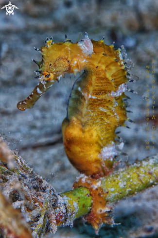 A Hippocampus histrix | Histrix Seahorse