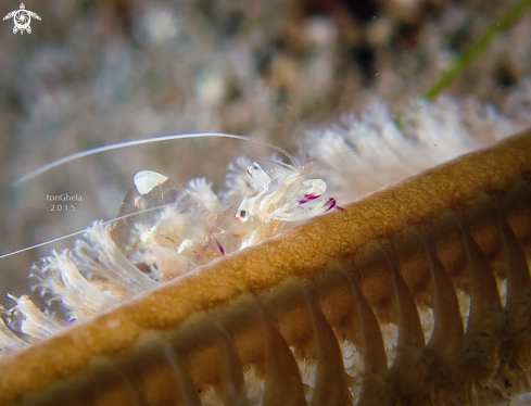 A Ancylomenes magnificus | Glass Shrimp