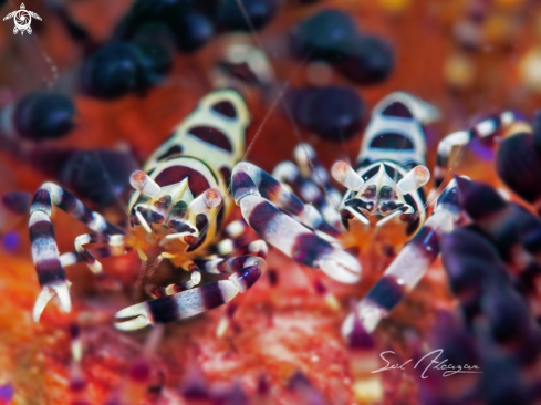 A Periclimenes colemani | Coleman's Shrimp