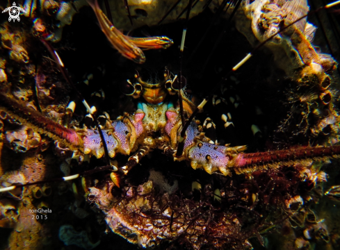 A Panulirus ornatus  | Lobster