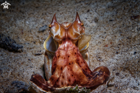 A Thaumoctopus mimicus | Mimikry Octopus