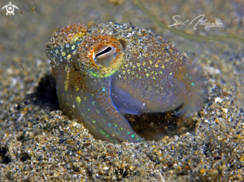 A Euprymna berryi  | Bobtail squid