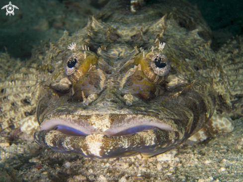 A Cymbacephalus beauforti | Crocodile fish