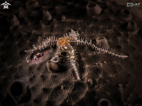 A Ophiothrix fragilis | stella serpente