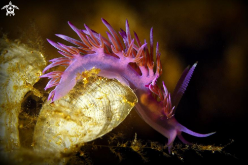A Flabellina Affinis | 