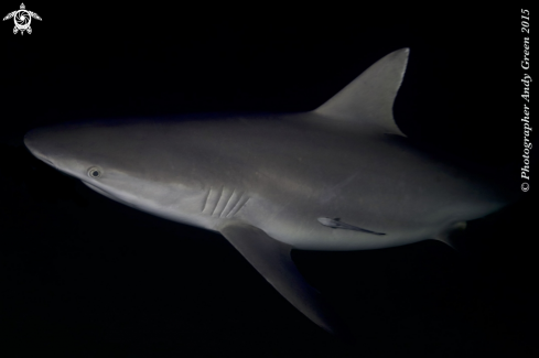 A Grey Reef Shark