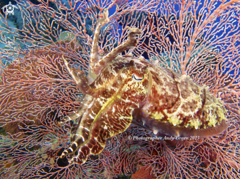 A Sepia latimanus | Broadclub Cuttlefish 
