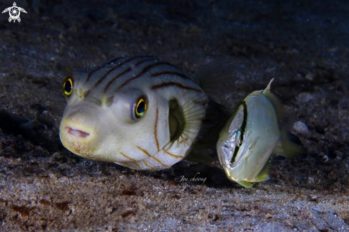 A Arothron manilensis & Carangoides coeruleopinnatus | Puffer fish & Coastal trevally fish