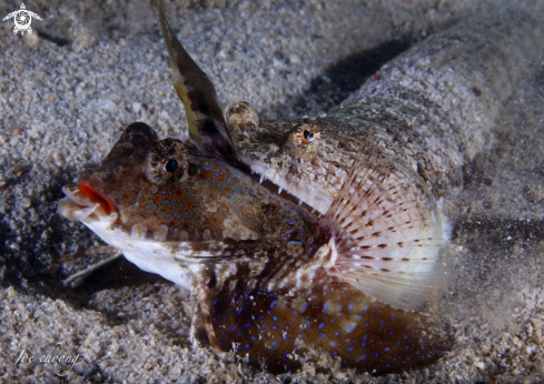 A Synodus saurus / Dactylopus dactylopus  | Lizardfish eating dragonet fish 