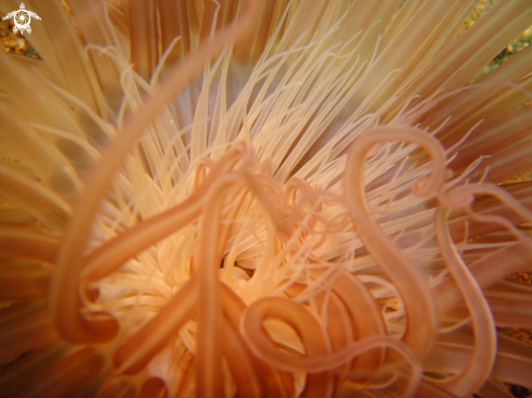 A Ceriantharia, Cerianthidae. | Tube anemone