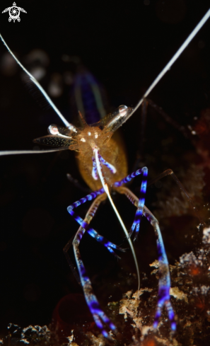 A Periclimenes Pedersoni | Pederson cleaner shrimp